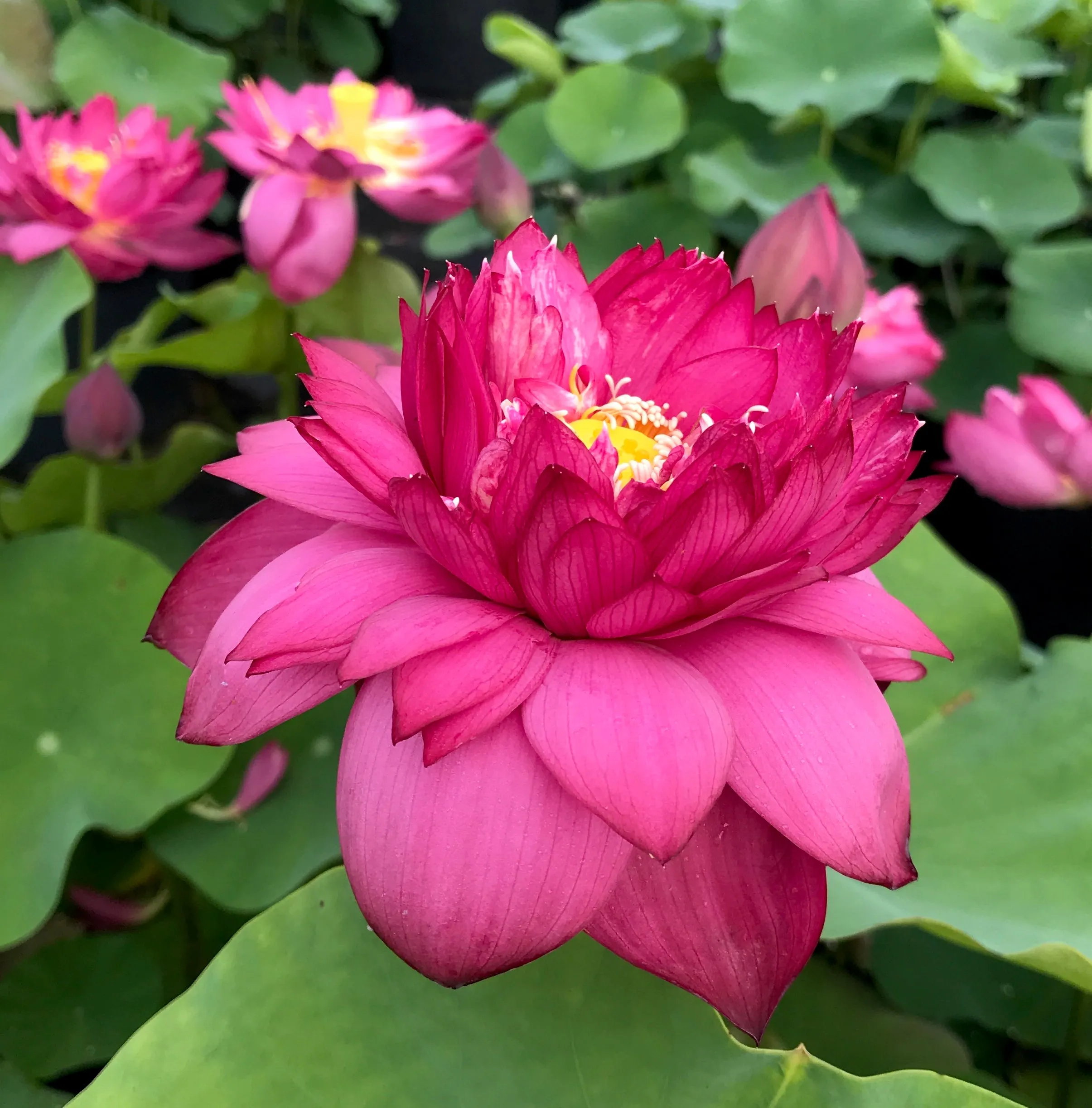 Jing Gang Shen Lotus <br> Tall - Brilliant-Red Heavy Bloomer!